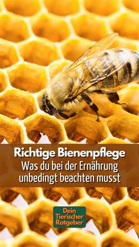 Manuka-Strauch und Honigernte (Foto/Karte)