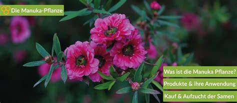 Maori verwenden Manuka-Pflanze als Heilmittel