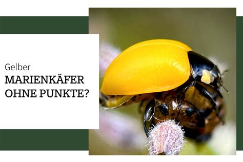Marienkäfer Flügel, Kopf und Punkte Fondantdeko