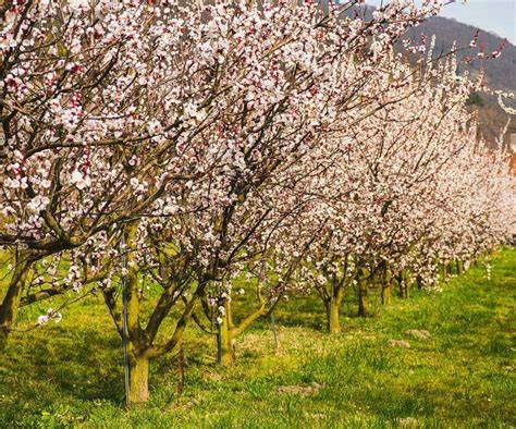 Marillenbäume in voller Blüte in der Wachau