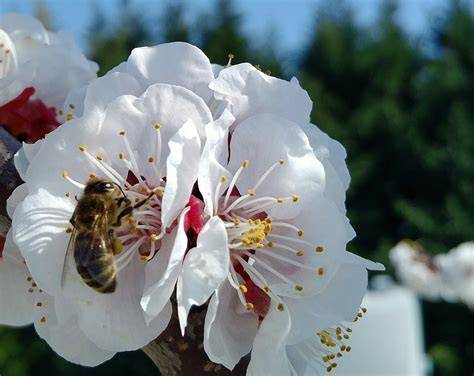 Marillenbaum in voller Blüte