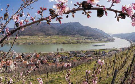 Marillenblüte in der Wachau, Terrassenlandschaft an der Donau