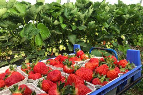 Marktszene mit regionalen Erdbeeren und Bourbon-Vanilleschoten