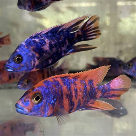 Marmeladengläser und Aulonocara Fische nebeneinander
