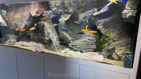 Marmeladenkatze im Malawisee-Aquarium