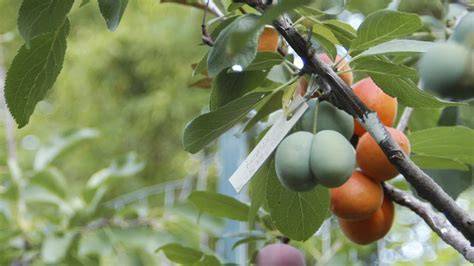 Marmeladenvorrat mit verschiedenen Fruchtsorten, etikettiert