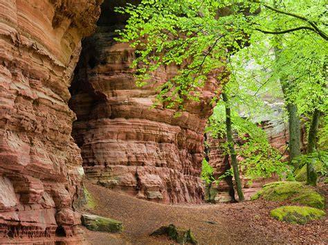 Maronen im Pfälzer Wald