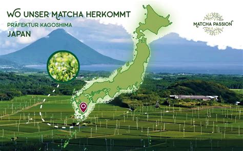 Matcha-Anbau und Verarbeitung in Japan