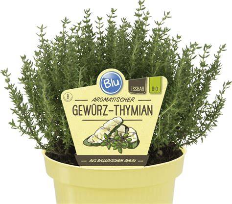 Mediterrane Gerichte mit Thymian als Gewürz
