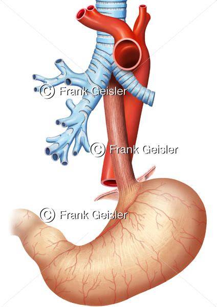 Medizinische Illustration: Herz, Aorta und Speiseröhre