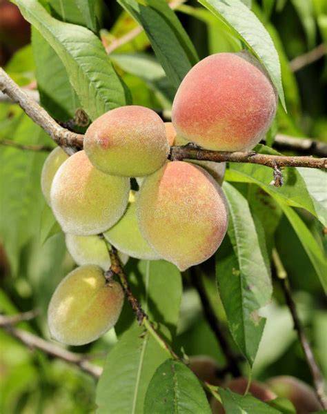 Mehrere Pfirsiche auf dem Baum zur Erntezeit