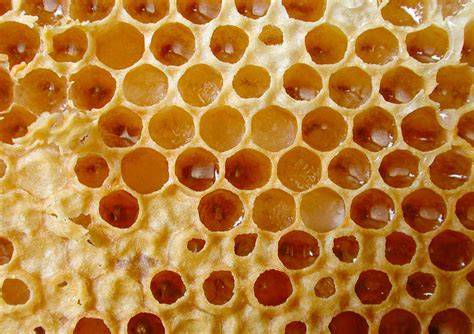 Melezitose und Zementhonig in der Bienenwabe