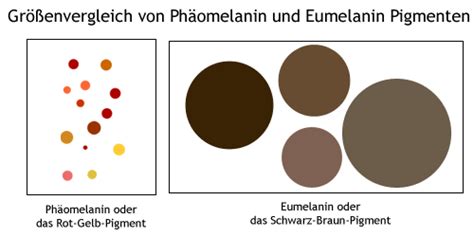 Merle-Muster: schematische Darstellung von Eumelanin und Phäomelanin