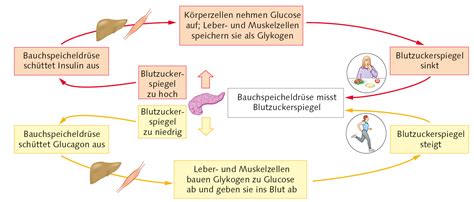 Messung und Verlauf des Blutzuckerspiegels