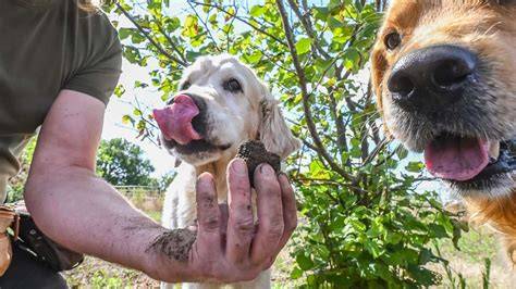 Michael Heiler, Balou und Mogli bei der Trüffelsuche