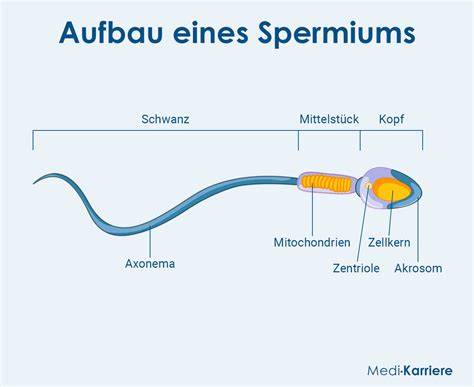 Mikroskopische Aufnahme: Spermien im Seminalplasma mit Hinweis auf Fructose als Energiequelle