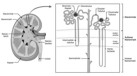Mikroskopische Darstellung: Nierentubulus und Glukoserückresorption