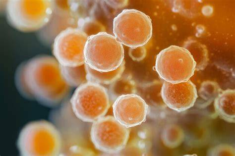 Mikroskopische Darstellung von Honig-Kristallen und MGO-Molekülen