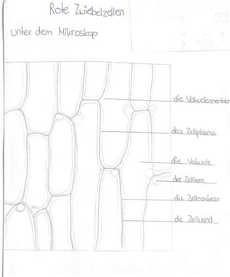 Mikroskopische Darstellung von Zwiebelzellen und Inhaltsstoffen
