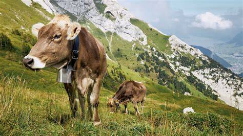 Milchregion Schweiz und Kühe Villars