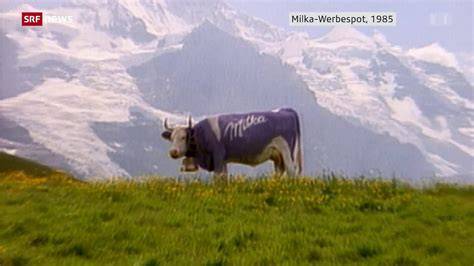 Milka lila Kuh auf der Alm