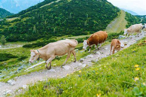 Milka-Kuh auf Alpenwiese, Markencharakter