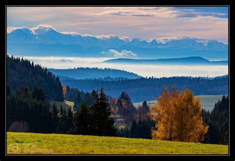 Milka-Kuh vor Alpenpanorama