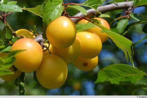 Mirabellen Ernte im Sommer