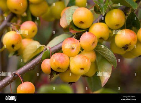 Mirabellen am Baum, reifes gelbes Obst