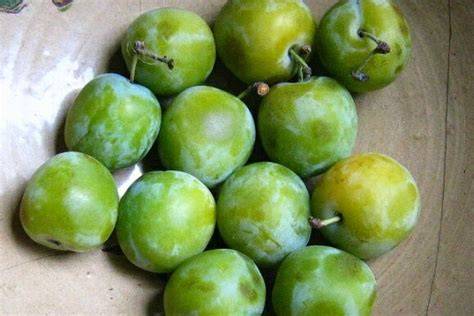 Mirabellen am Baum und vorbereitete Ringlotten für Marmelade