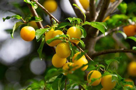 Mirabellenbaum im Garten