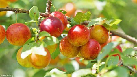 Mirabellenbaum in voller Ernte
