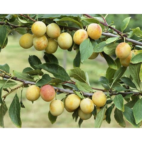 Mirabellenbaum mit reifen Früchten