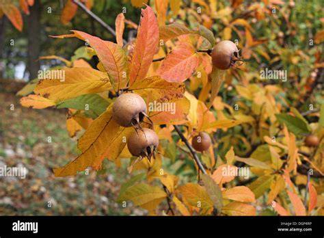 Mispelbaum mit reifen Mispeln im Herbst