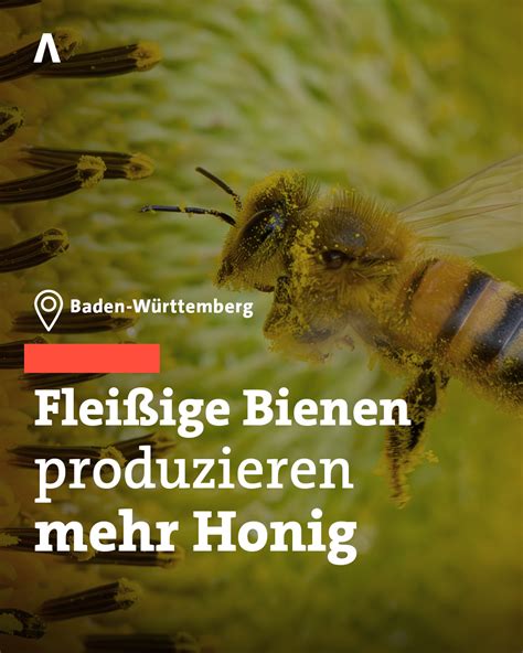 Mitmachangebote: Bienen erleben und Honig probieren