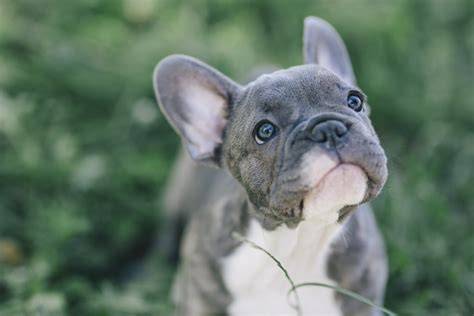 Modellierte Französische Bulldogge aus Fondant auf einer runden Torte
