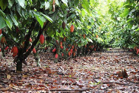 Moderne Kakaoplantage und Fairtrade-Zertifikat