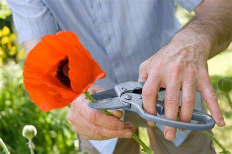 Mohn-Biskuit schneiden