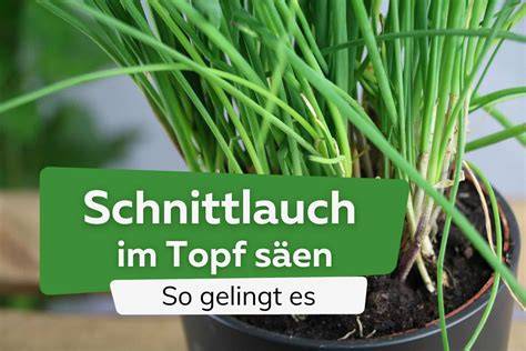 Mohn-Grieß-Mischung im Topf