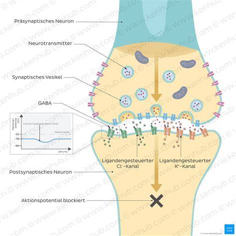 Molekularbiologische Darstellung: Zucker und Neurotransmitter im Gehirn
