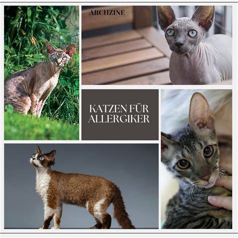 Monoprotein-Snacks für Allergiker-Katzen