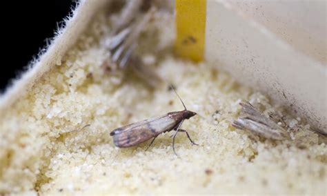 Mottenfallen und Klebestreifen: Früherkennung von Mehlmotten und Milben