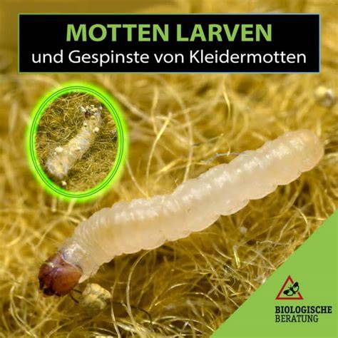 Mottenlarven in Verpackungen
