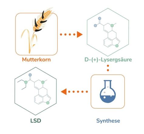 Mutterkornpilz und chemische Herstellung von LSD