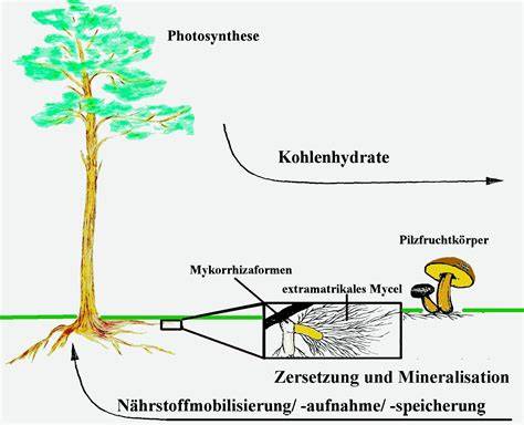 Mykorrhiza: Symbiose zwischen Pilz und Baumwurzel