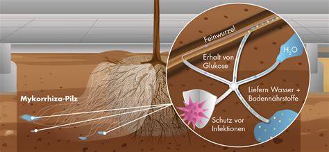 Mykorrhiza - Symbiose von Trüffel und Baumwurzel