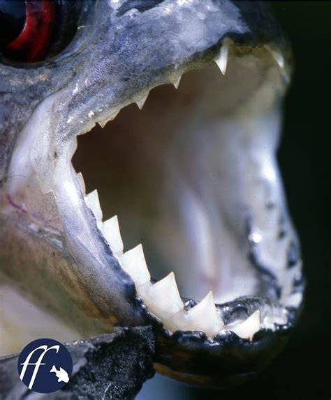 Mythen um die Piranhas