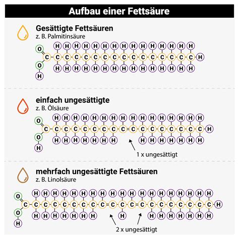 Nährstoffprofil der Haselnuss: Eiweiß, ungesättigte Fettsäuren, Mineralstoffe