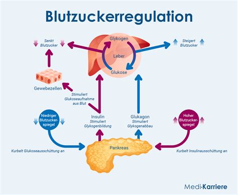 Nüsse und deren Einfluss auf Herz und Blutzucker, Infografik