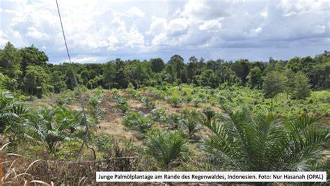 Nachhaltige Palmölplantage und Regenwaldschutz